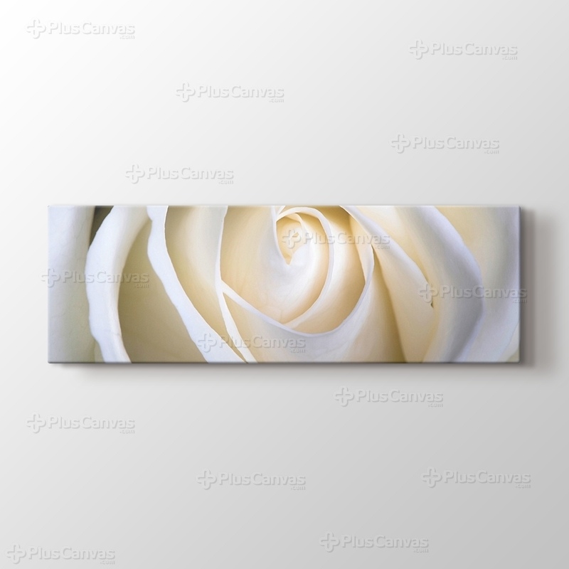 White Rose görseli.
