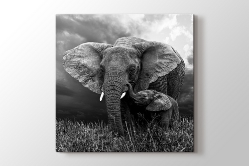 Elephants görseli.
