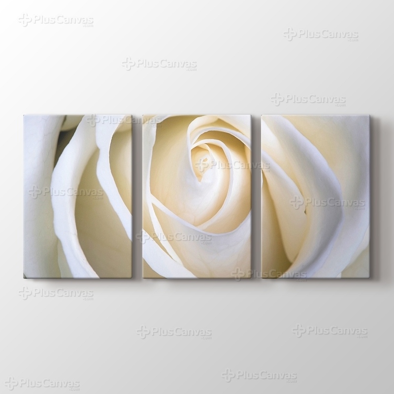 White Rose görseli.
