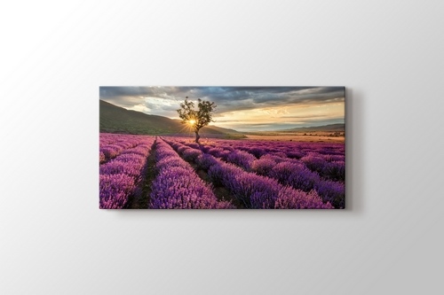 Lavender Field görseli.