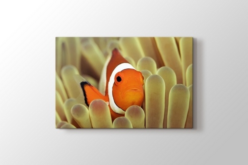 Clownfish over Sponges görseli.