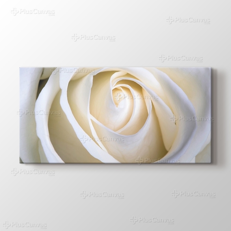 White Rose görseli.