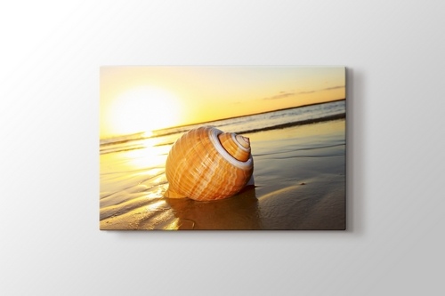 Sea Shell on Sand görseli.