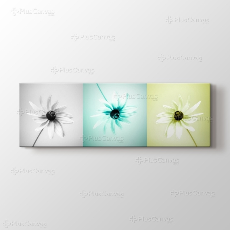 Three Daisy görseli.