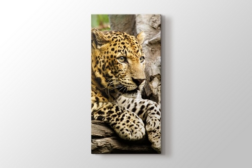 Panthera Pardus görseli.