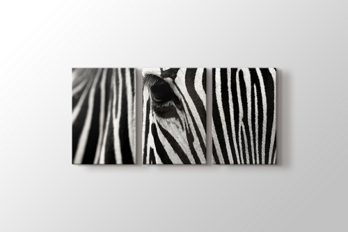 Zebra görseli.