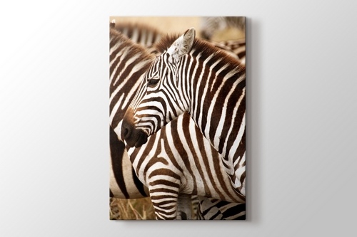 Zebras görseli.