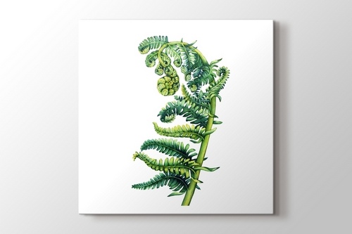 Polypodiopsida Fern görseli.