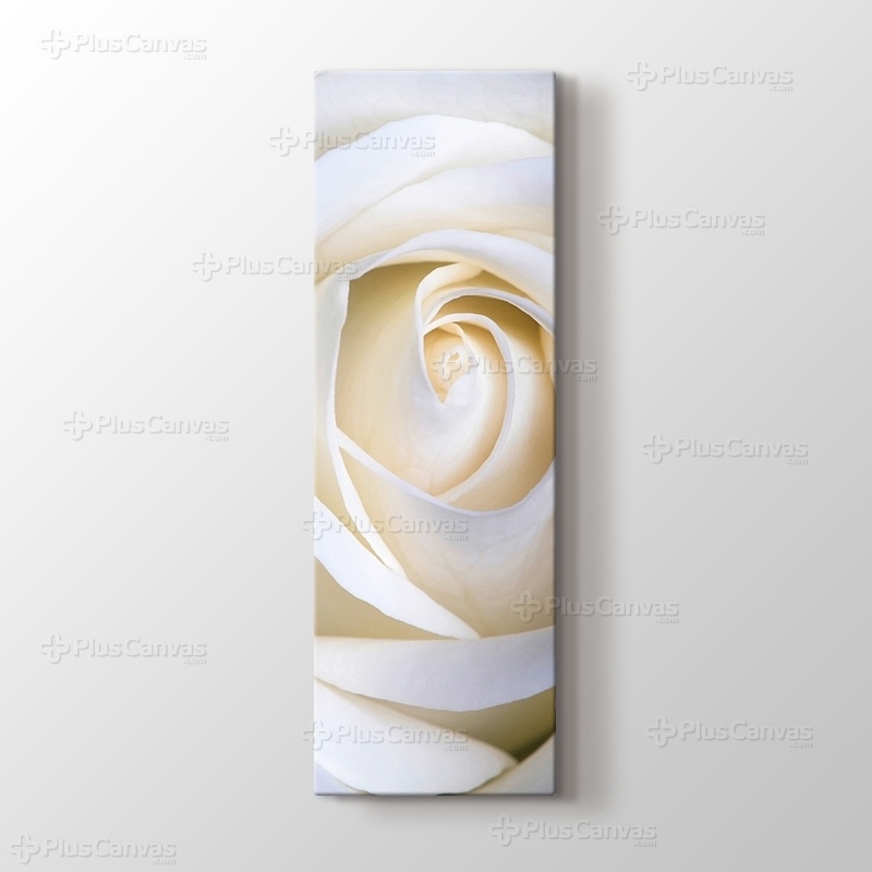 White Rose görseli.