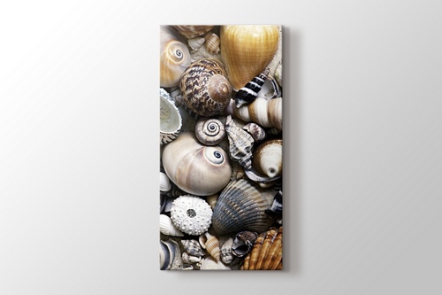 Sea Shells görseli.