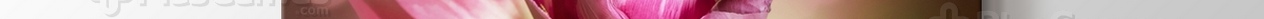 Pembe Laleler görseli.