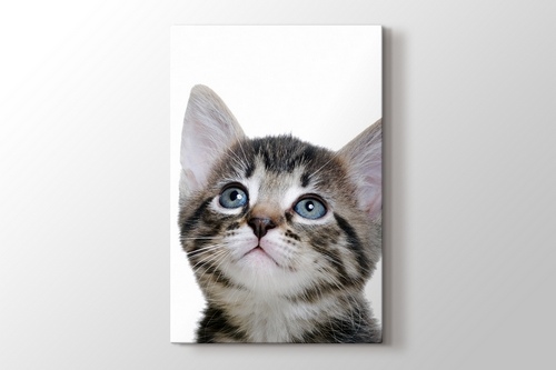 Blue Eyed Tabby Cat görseli.