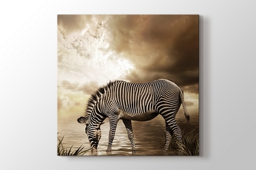 Zebra görseli.