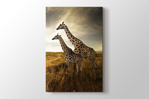 Giraffes görseli.