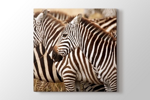 Zebras görseli.