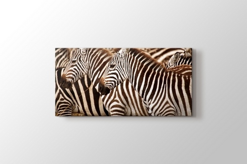 Zebras görseli.
