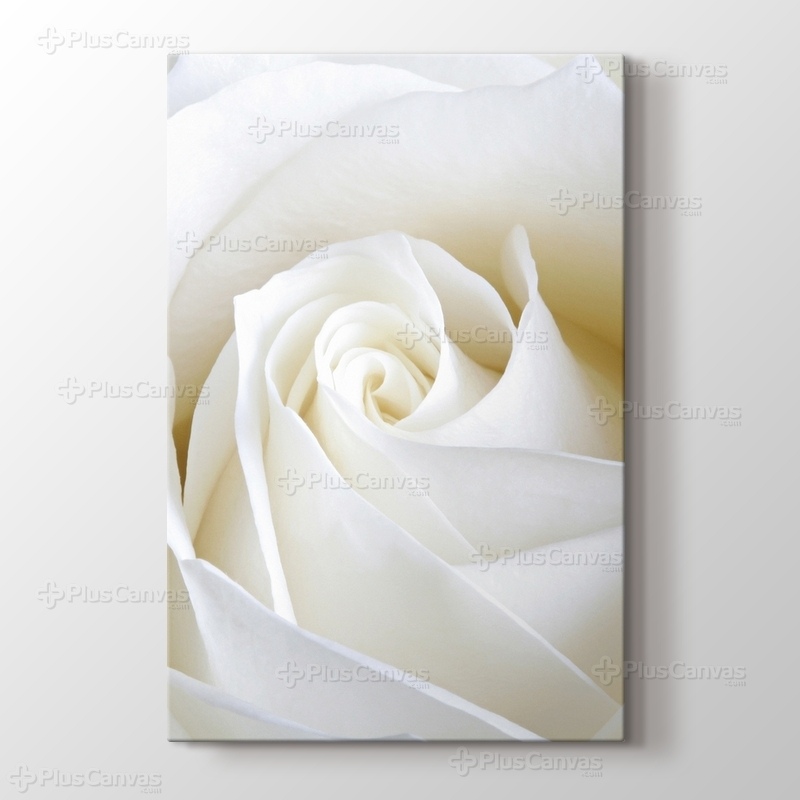 White Rose Close Up görseli.