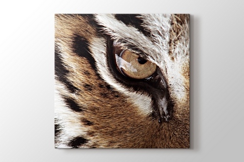 Eye of the Tiger görseli.