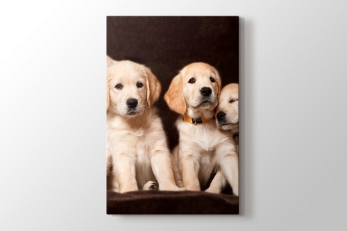 Köpek Yavruları görseli.