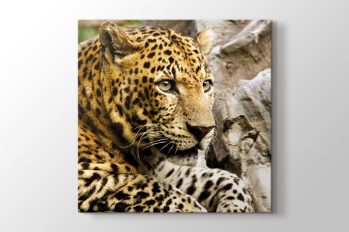 Panthera Pardus görseli.