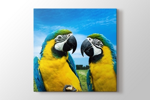 Parrots Chat görseli.