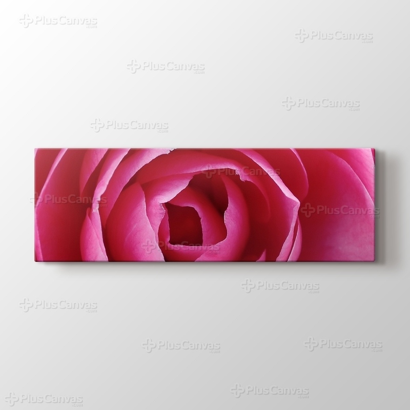 Pink Rose görseli.