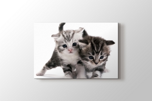 Pussy Cats görseli.