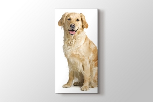 Golden Retriever görseli.