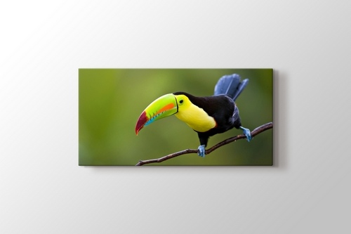 Keel Billed Toucan Central America görseli.