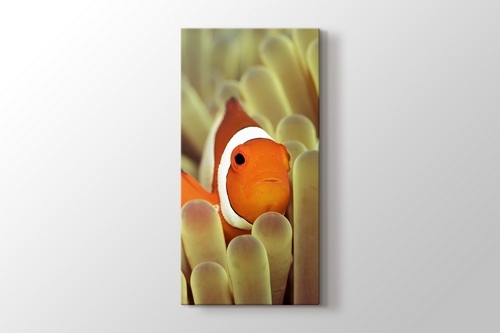Clownfish over Sponges görseli.