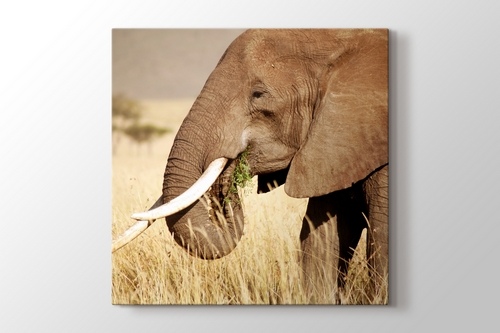 Elephant Eating görseli.