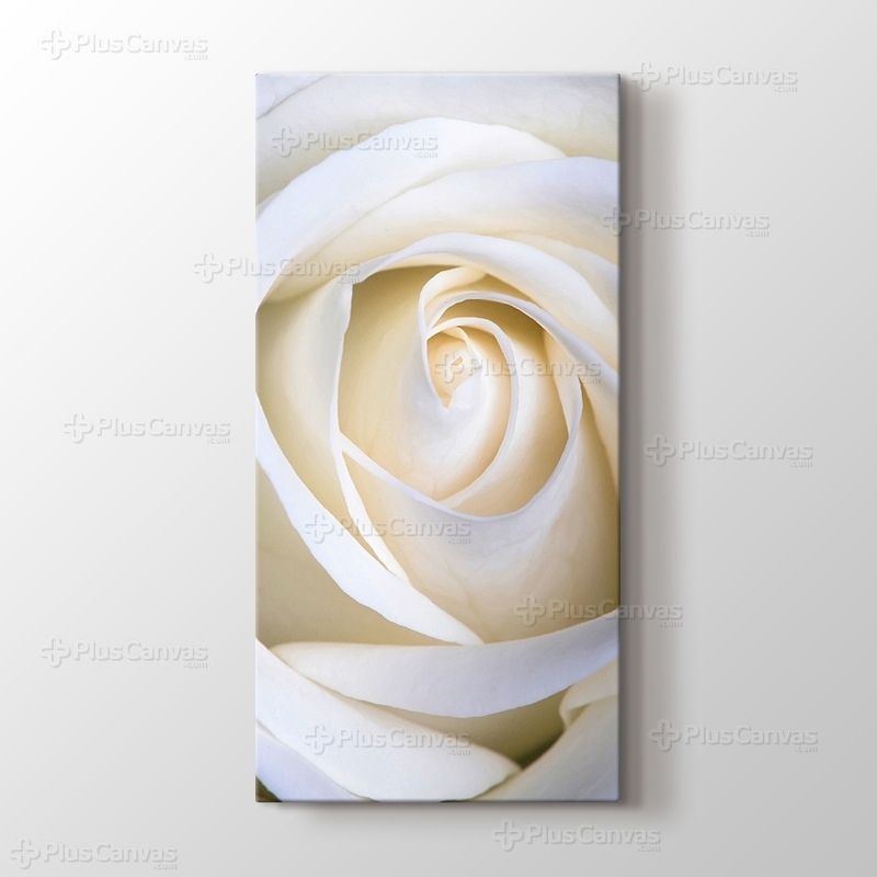 White Rose görseli.