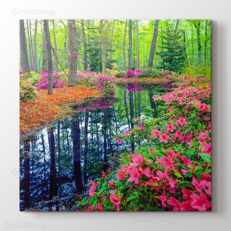 Spring Azalea Blossoms In Southern Woodland Garden görseli.