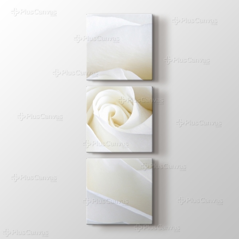 White Rose Close Up görseli.