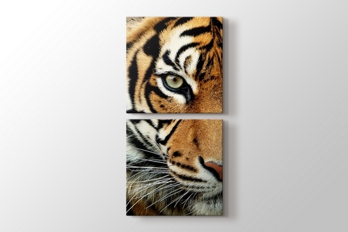 Bengal Tiger görseli.