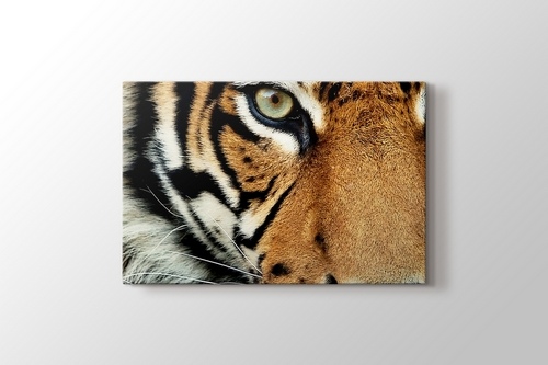 Bengal Tiger görseli.