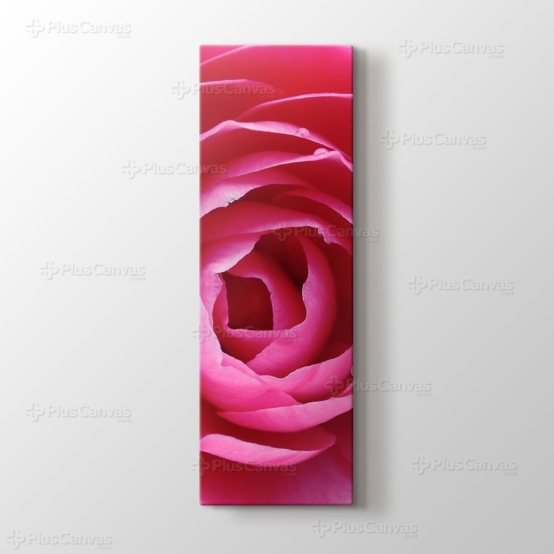 Pink Rose görseli.