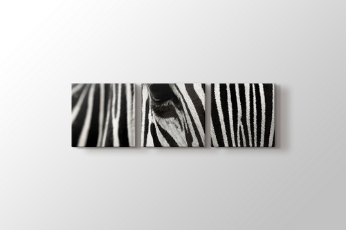 Zebra görseli.