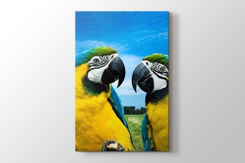 Parrots Chat görseli.