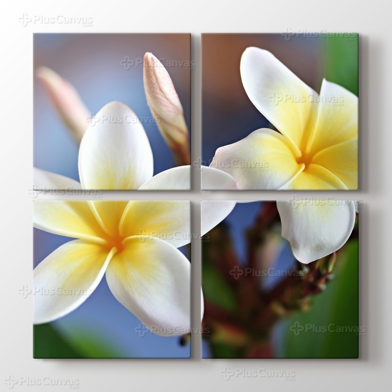 Frangipani görseli.