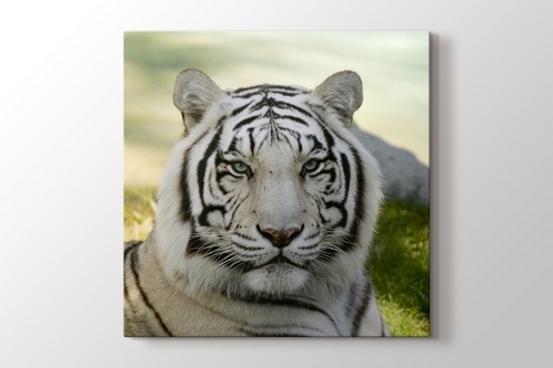 Amur Tiger görseli.