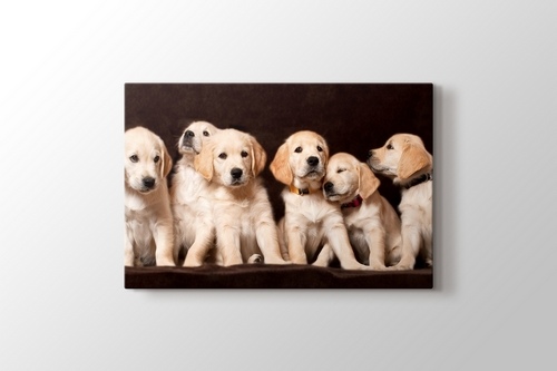 Köpek Yavruları görseli.