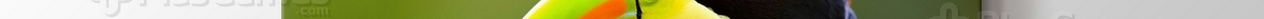 Keel Billed Toucan Central America görseli.