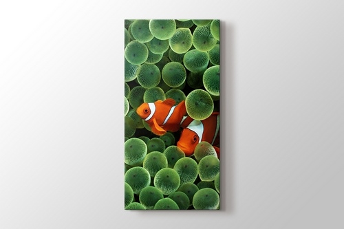 Clown Fishes görseli.