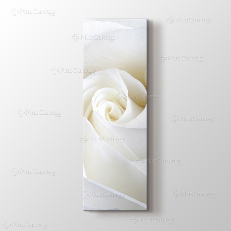 White Rose Close Up görseli.