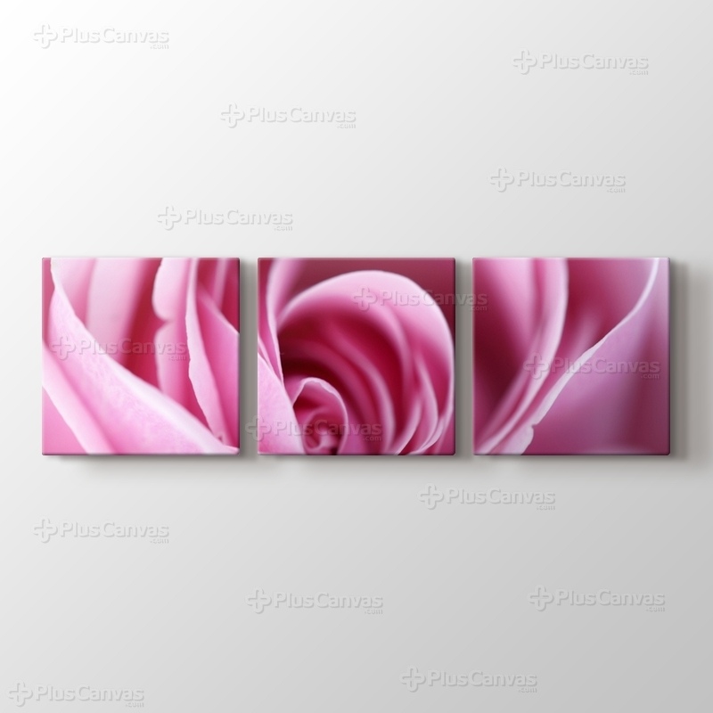 CloseUp Pink Rose görseli.