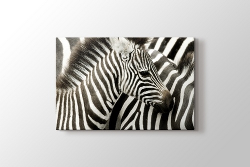 Zebras görseli.