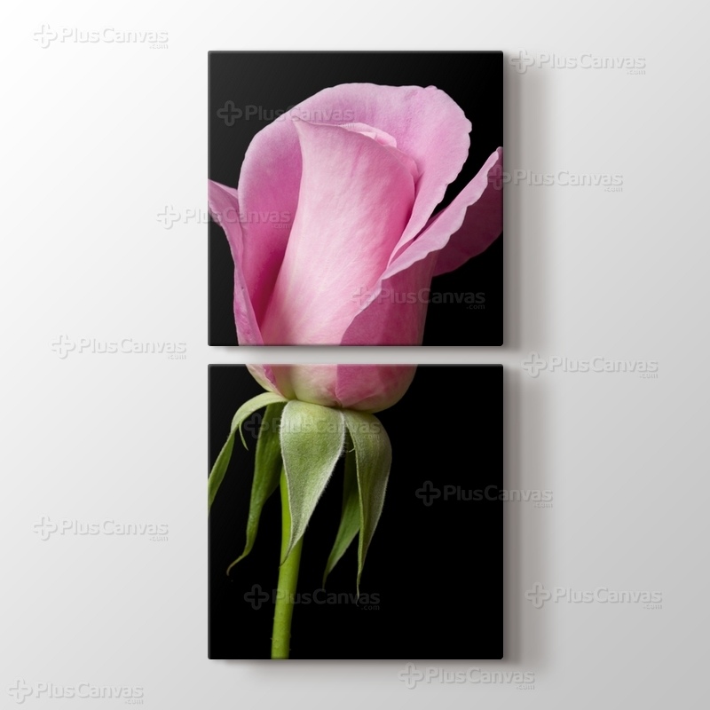 Pink Rose on Black görseli.