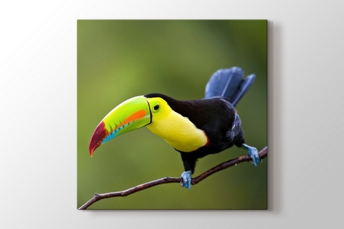 Keel Billed Toucan Central America görseli.