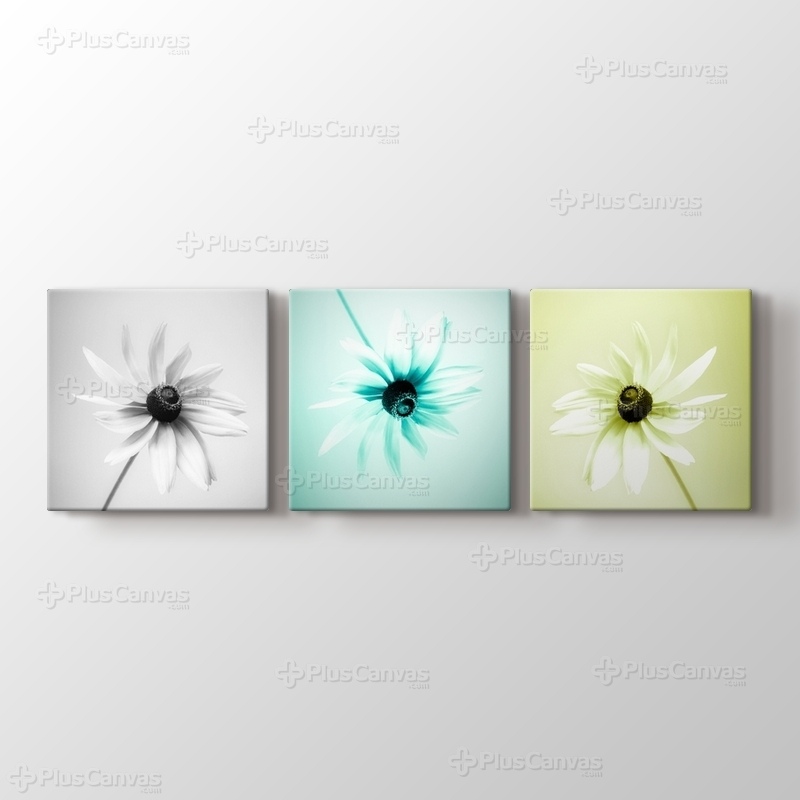 Three Daisy görseli.